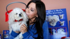 Halo-like Device That Protects Blind Dogs From Bumps, Spills Is Among Products For Aging Pets