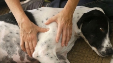 See Spot Relax: Pet Massage Growing In Popularity, But Trend Raises Concerns About Regulation