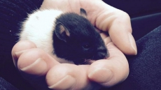 Volunteer Saves Life Of Pet Mouse That Had Overdosed On Heroin In Vancouver