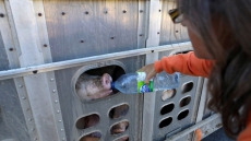 Preliminary Trial Date Set For Ontario Woman Charged After Giving Water To Pigs
