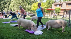 Pigs Make Surprise Appearance During Yoga Session In Aldergrove, B.C.