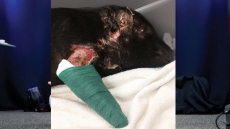 Pot-Bellied Pig With Heart Of A Lion Survives Mauling By Neighbourhood Dogs, On The Road To Recovery