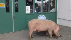 Pork Chop The Pig Wanders into Langley Elementary School