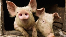 Activists Squealing About Quebec Pig Contest, Say It Abuses Animals