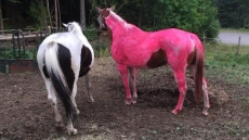 Rosy Pink: Mistakenly Painted Horse Brings Levity To B.C. Wildfire Fight