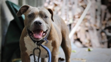 Alberta Woman Who Ordered Pitbulls To Attack Friend Sentenced To 4 Years In Jail