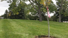 Calgary Neighbourhood Tells Tree Planters To Make Like A Tree And Leaf