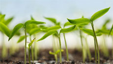 Did You Know There's Mother-Child Communication In Plants?