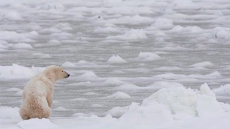 Tranquillizing, handling polar bears doesn't hurt them: study
