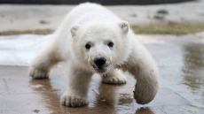 Hungry polar bear cubs shot after entering Nunavut town