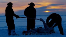 Hunt quotas cut for southern population of polar bears