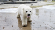 One Polar Bear Cub Dies, Other In ICU At Toronto Zoo