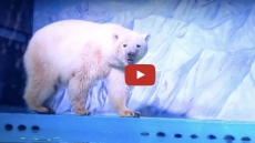 Pizza, 'World's Saddest Polar Bear,' Lives Inside A Mall In China