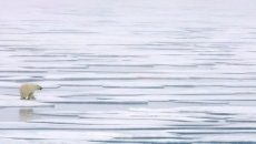 Scientists create polar bear survival timeline