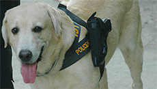 This dog can sniff out porn material