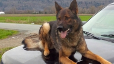 Bylaw Charges Laid Against Calgary Officer After Police Dog Bites Boy