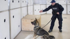 Working Like Dogs: Canadian Special Forces Quietly Build Up Canine Units