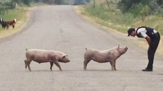 Mounties Help Livestock Displaced By B.C. Wildfires As Drivers Urged To Look Out