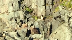 Frightened Pooch Plucked From Side Of Rocky Cliff In Daring Rescue