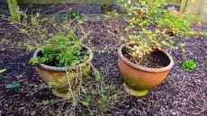 Those Potted Perennials Can Make It Through The Winter - If You Prep Correctly