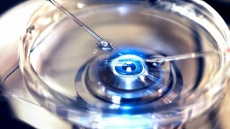 Single protein behind successful fertilisation