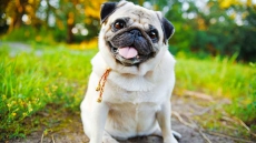 Pug With A Famous Name TRUMP Kidnapped In Delhi, Owners Announce Reward