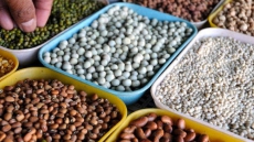 Centre Raises Minimum Support Prices For Pulses, Cotton In India