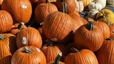 Canadian Pumpkin Producers Capitalizing On American Jack O' Lantern Shortage