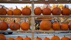 How the B.C. drought benefits some farmers