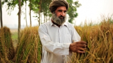 Record 208 Lakh Tonnes Wheat Procured In Rabi Season