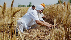 Punjab pays record Rs.15,473 crore to farmers for wheat