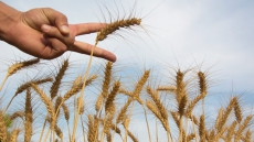 US Drags India To WTO; Says It Underreported Market Price Support For Wheat, Rice