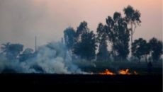 Punjab declares red alert to minimise stubble burning