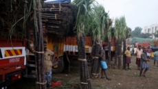 Punjab's sugarcane farmers withdraw stir as CM hikes price