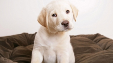 Start Off on the Right Paw with your New Dog