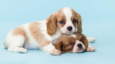 Puppies Stranded For Days On B.C. Cliff Rescued After Woman Sounds Alarm
