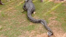 Python Swallows Whole Goat In Assam, Struggles To Move. See Video