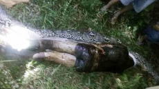 Watch: Indonesian Villagers Find Missing Farmer Inside Giant Python's Belly