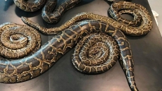 Mission, BC, Man Charged With Cruelty After Doing Procedure On Python Without Sedation: SPCA