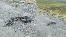 Snake Sighting, But Still No Success In Finding Missing Python In Delta