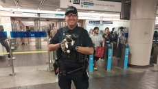 Police return emotional support rabbit that ran loose in Vancouver SkyTrain station