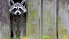 10 New Cases Of Rabies Found In Hamilton, Bringing Total To 25 Found In Ontario 10 New Cases Of Rabies Found In Hamilton, Bringing Total To 25 Found In Ontario