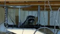 Raccoon causes all-day recess for B.C. school