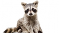 Man and his dog attacked by racoons