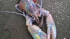 'Rainbow Lobster' Leads Social Media Contest For Craziest Crustacean