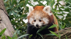 Death Of Red Panda Named Rakesh At B.C. Zoo Sparks Calls For Change From Animal Activists