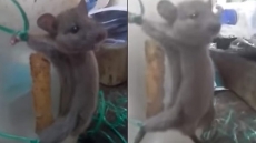 Indian Man Ties Mouse to Jar & Tortures it For Stealing in Disturbing Video