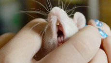 What! Even a man's odour can make rats stressed!