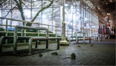 When the sun goes down, a swarm of rats emerges in downtown Vancouver