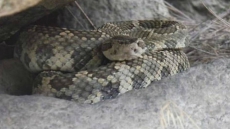 Scientists Trying To Save B.C.'s Western Rattlesnakes From Becoming Roadkill